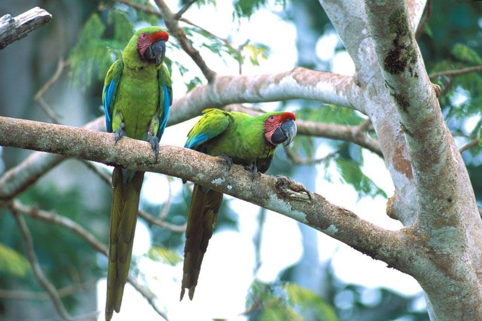 The Secret Eco Lodge Tortuguero Exterior photo