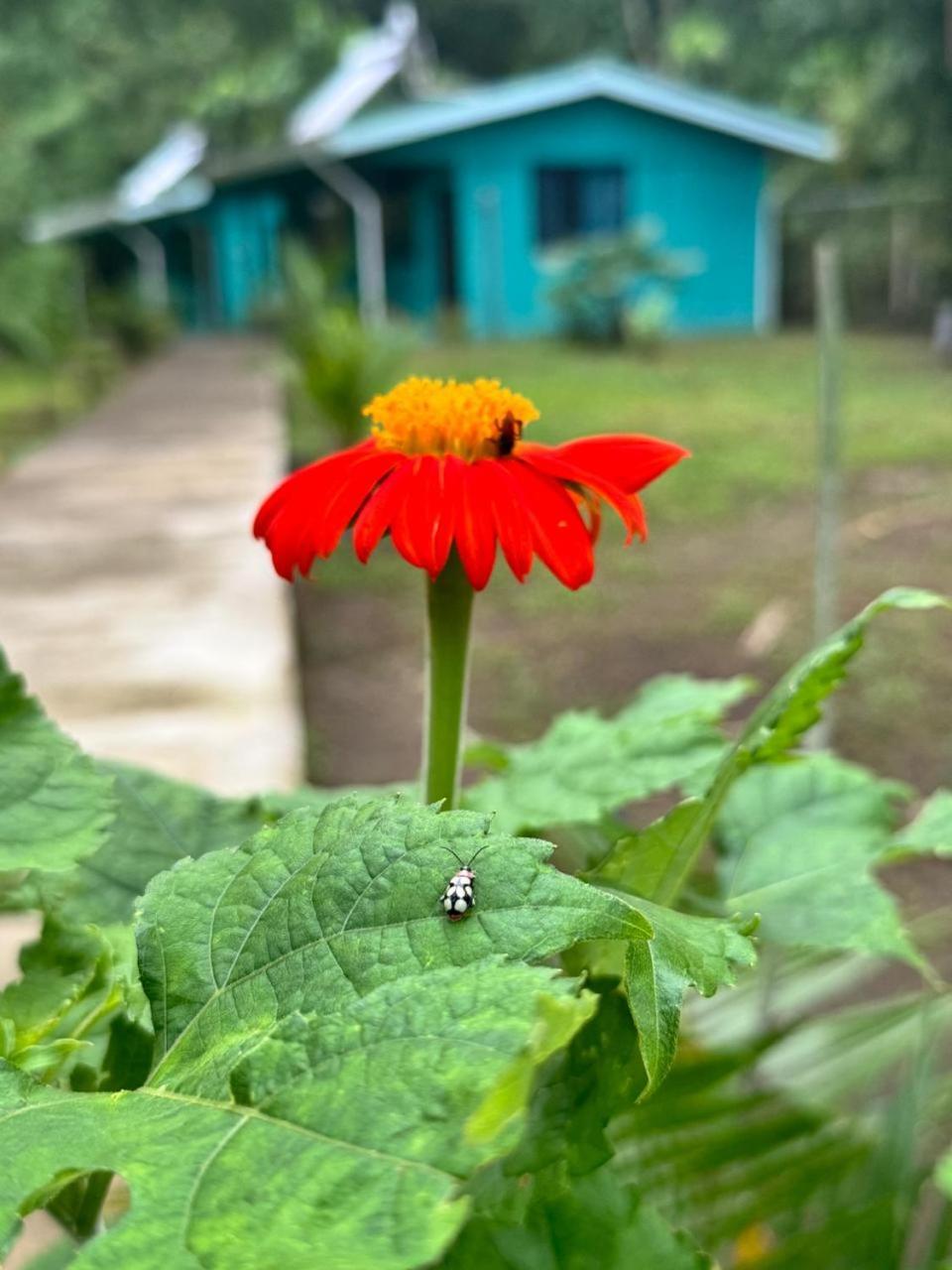 The Secret Eco Lodge Tortuguero Exterior photo